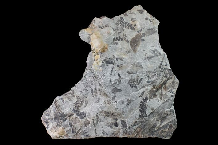 Fossil Flora (Neuropteris & Macroneuropteris) Plate - Kentucky #160243